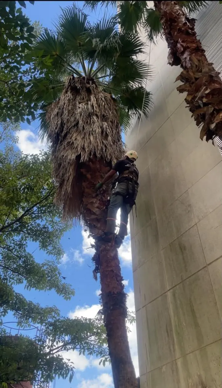 Arborista com capacete e cinto escalando uma palmeira alta ao lado de um prédio